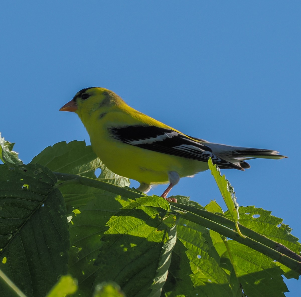 American Goldfinch - ML619499098