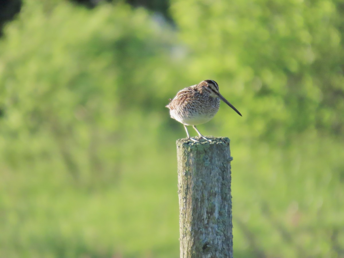 Wilson's Snipe - David Parratt