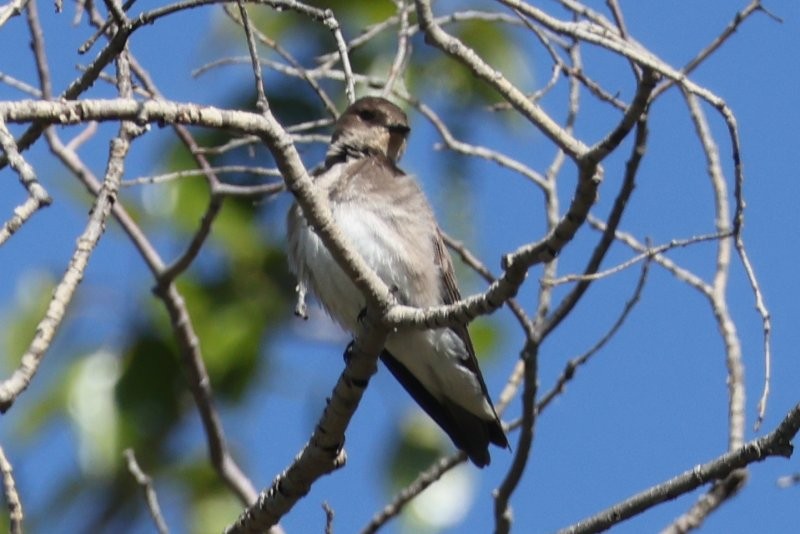 Northern Rough-winged Swallow - Scott Jubinville