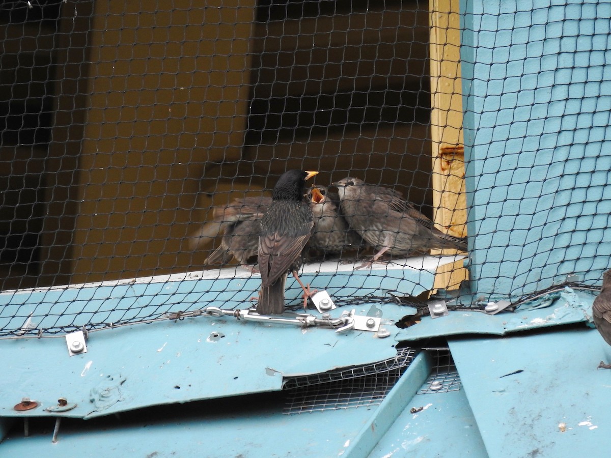 European Starling - Dede Kotler