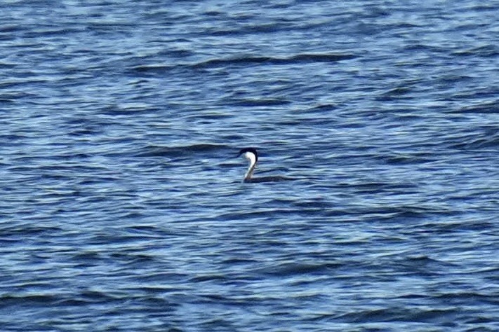 Western Grebe - Sabine Jessen