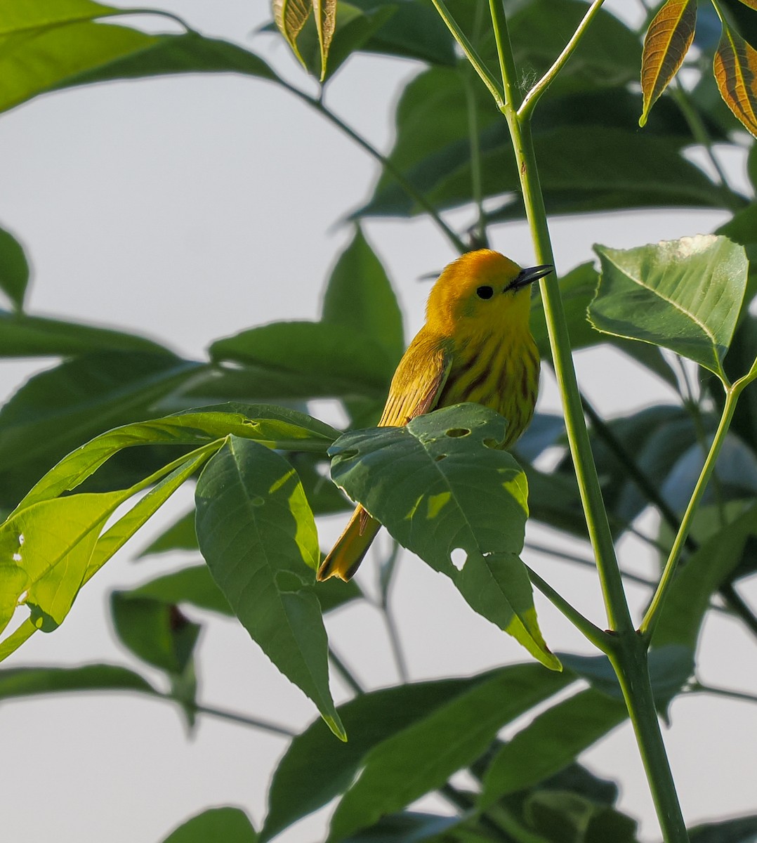 Yellow Warbler - Jeanne Stoddard