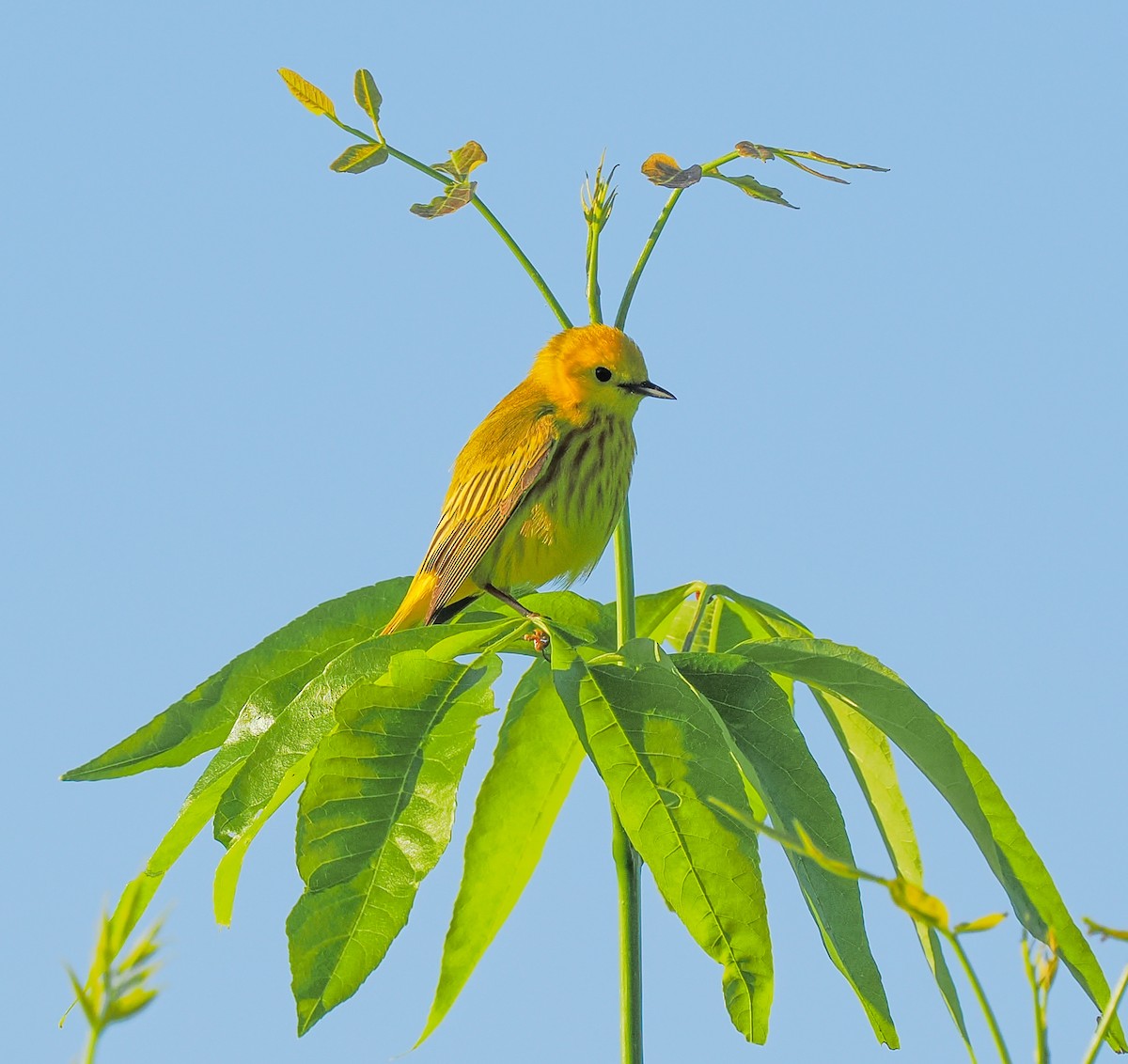 Yellow Warbler - Jeanne Stoddard