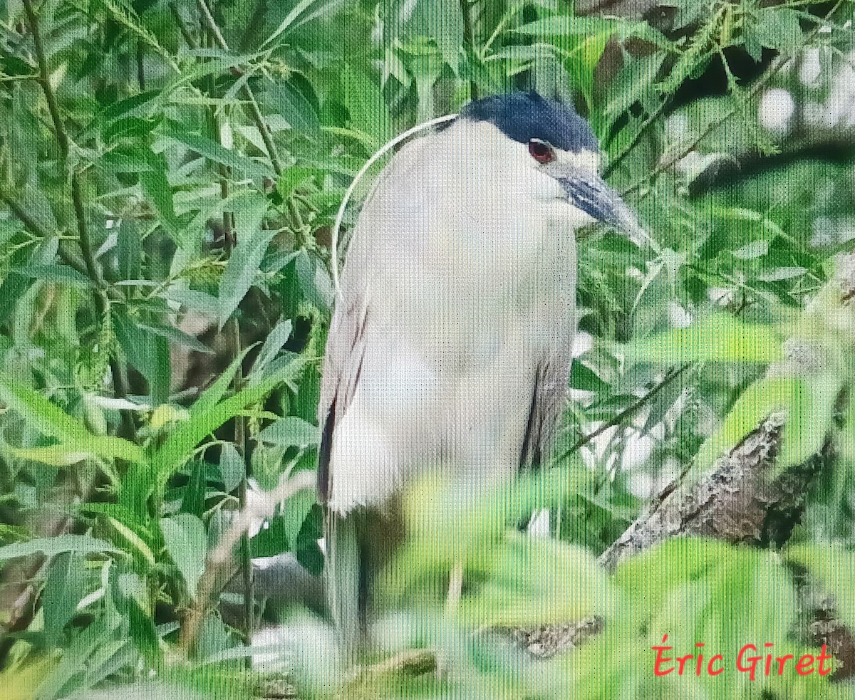 Black-crowned Night Heron - Éric giret