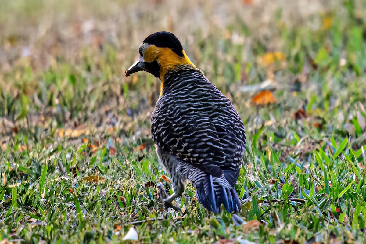 Campo Flicker - Kurt Gaskill