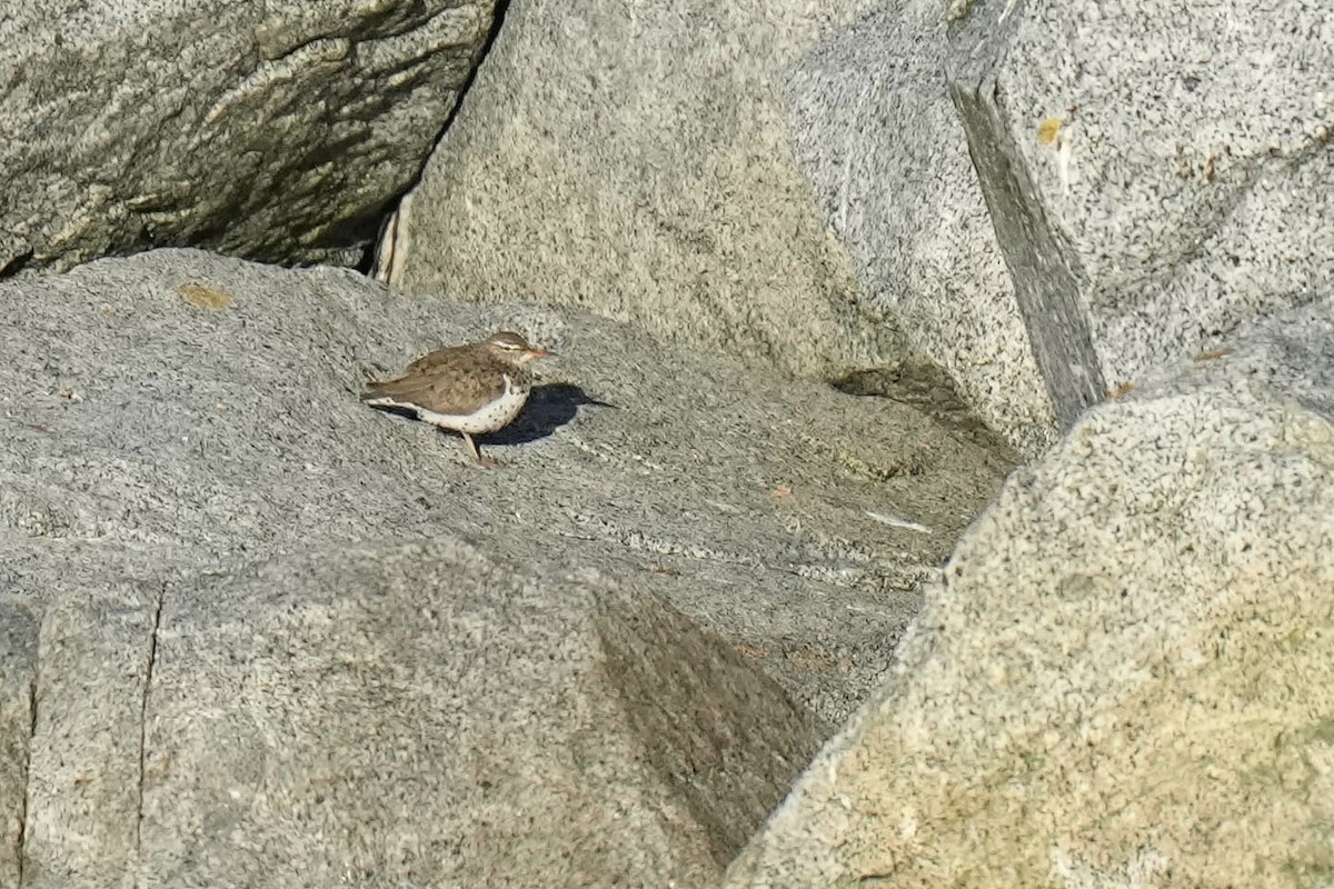 Spotted Sandpiper - ML619499118