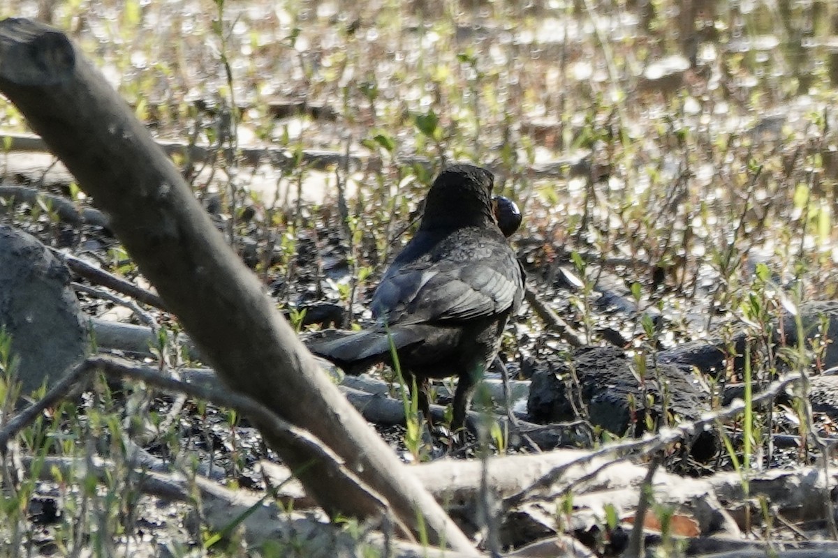 Great-tailed Grackle - ML619499119