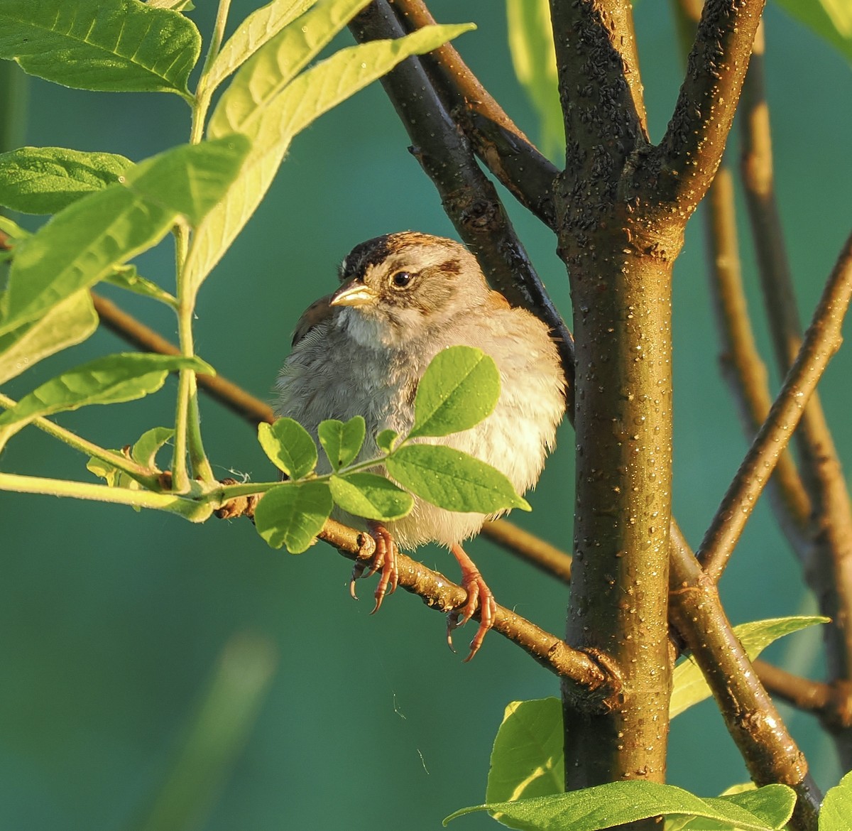 Swamp Sparrow - Jeanne Stoddard