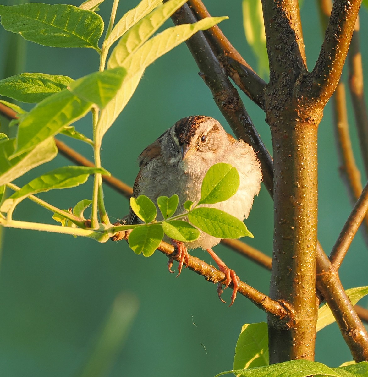 Swamp Sparrow - Jeanne Stoddard