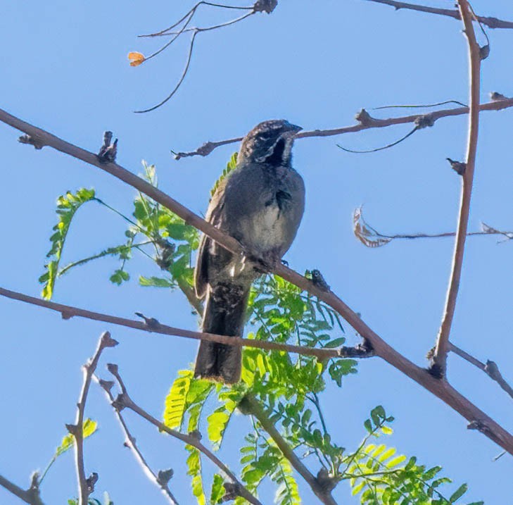 Five-striped Sparrow - Eric Bodker