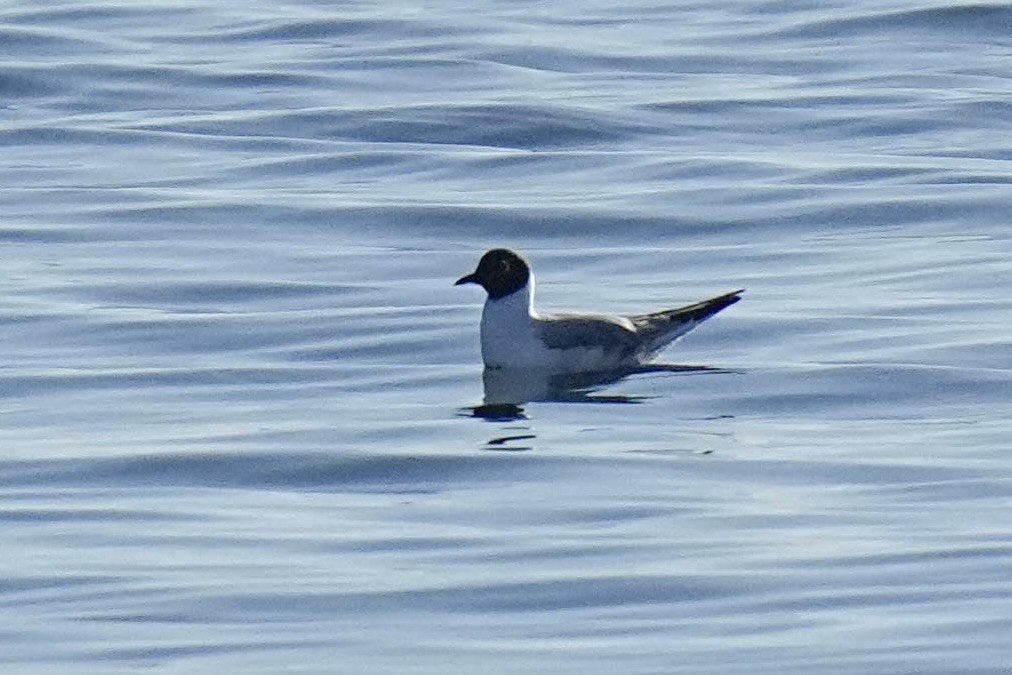 Mouette de Bonaparte - ML619499131