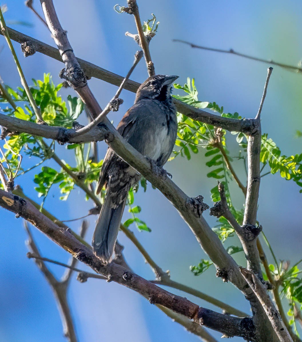 Five-striped Sparrow - Eric Bodker