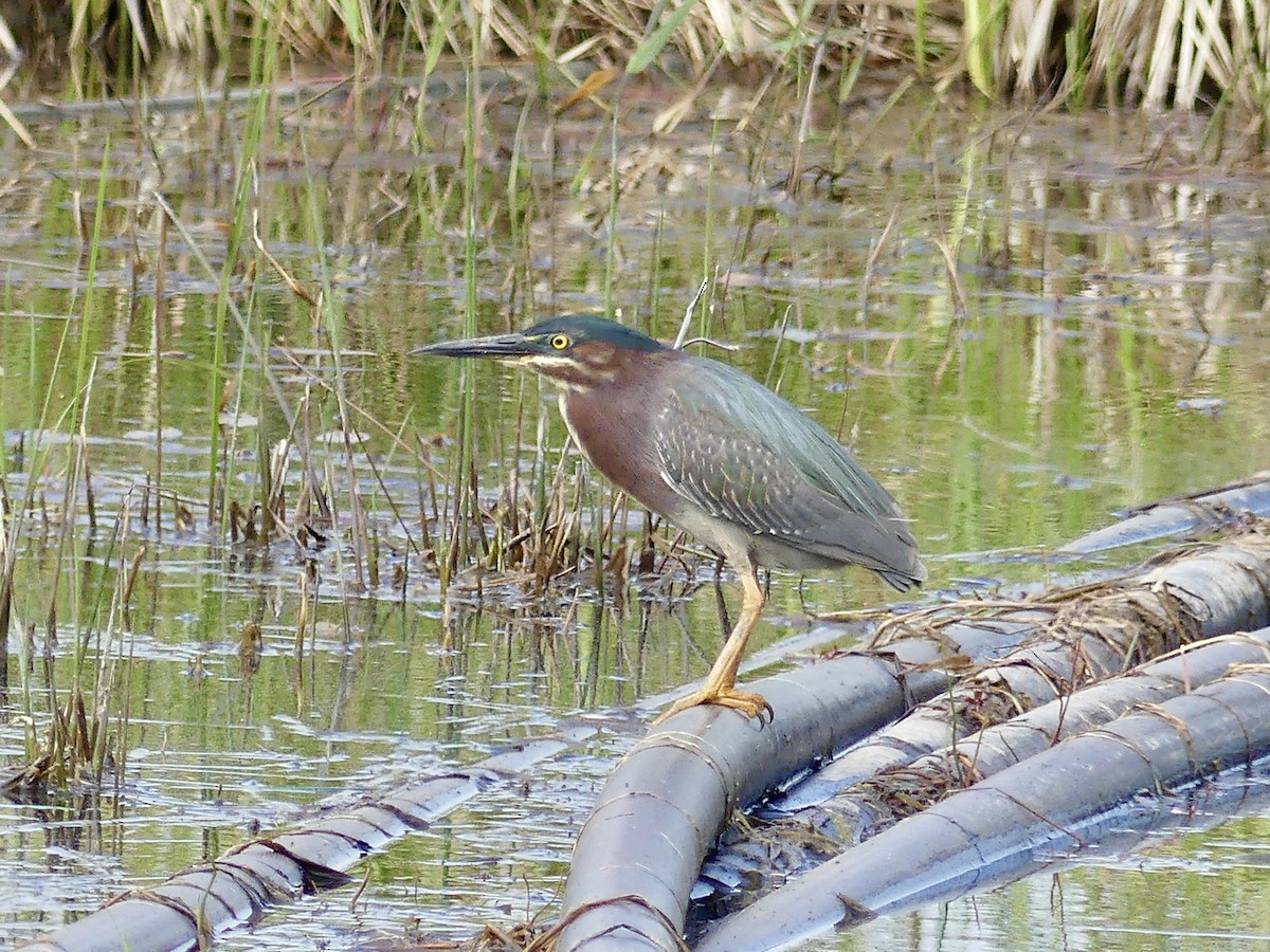 Green Heron - Laura Blutstein