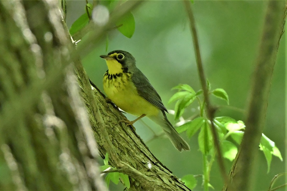 Canada Warbler - Mark Miller