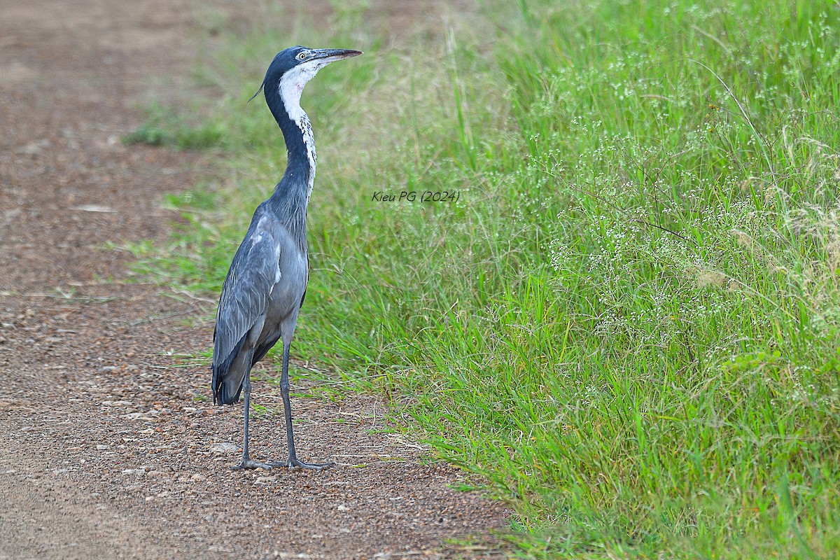 Black-headed Heron - Chris Kieu