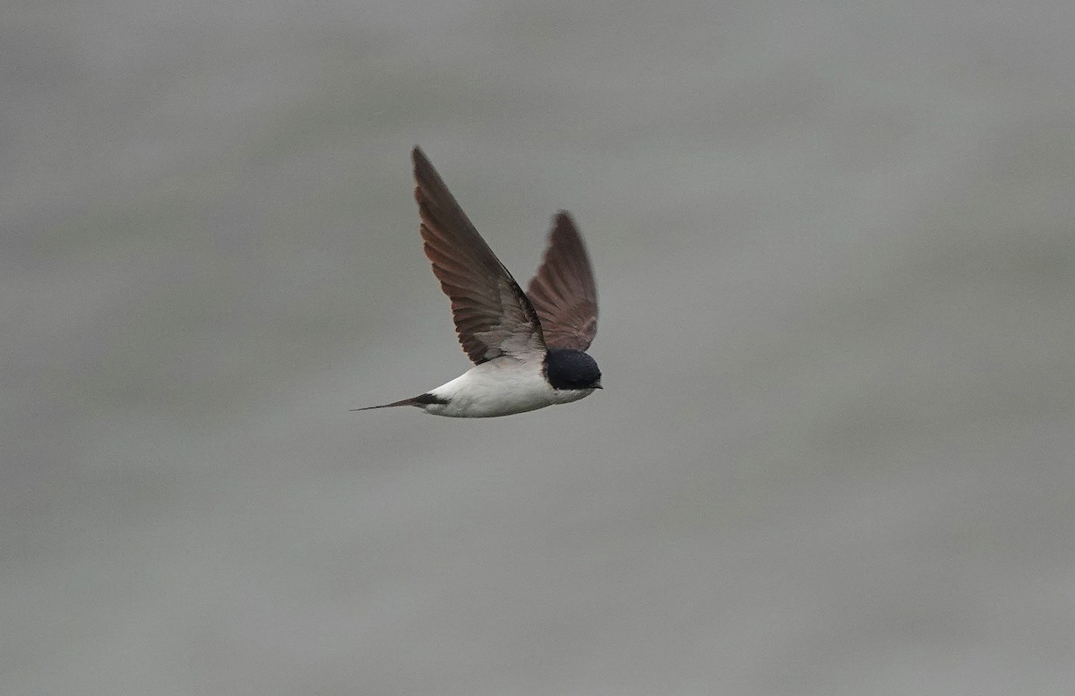 Western House-Martin - Nick Addey