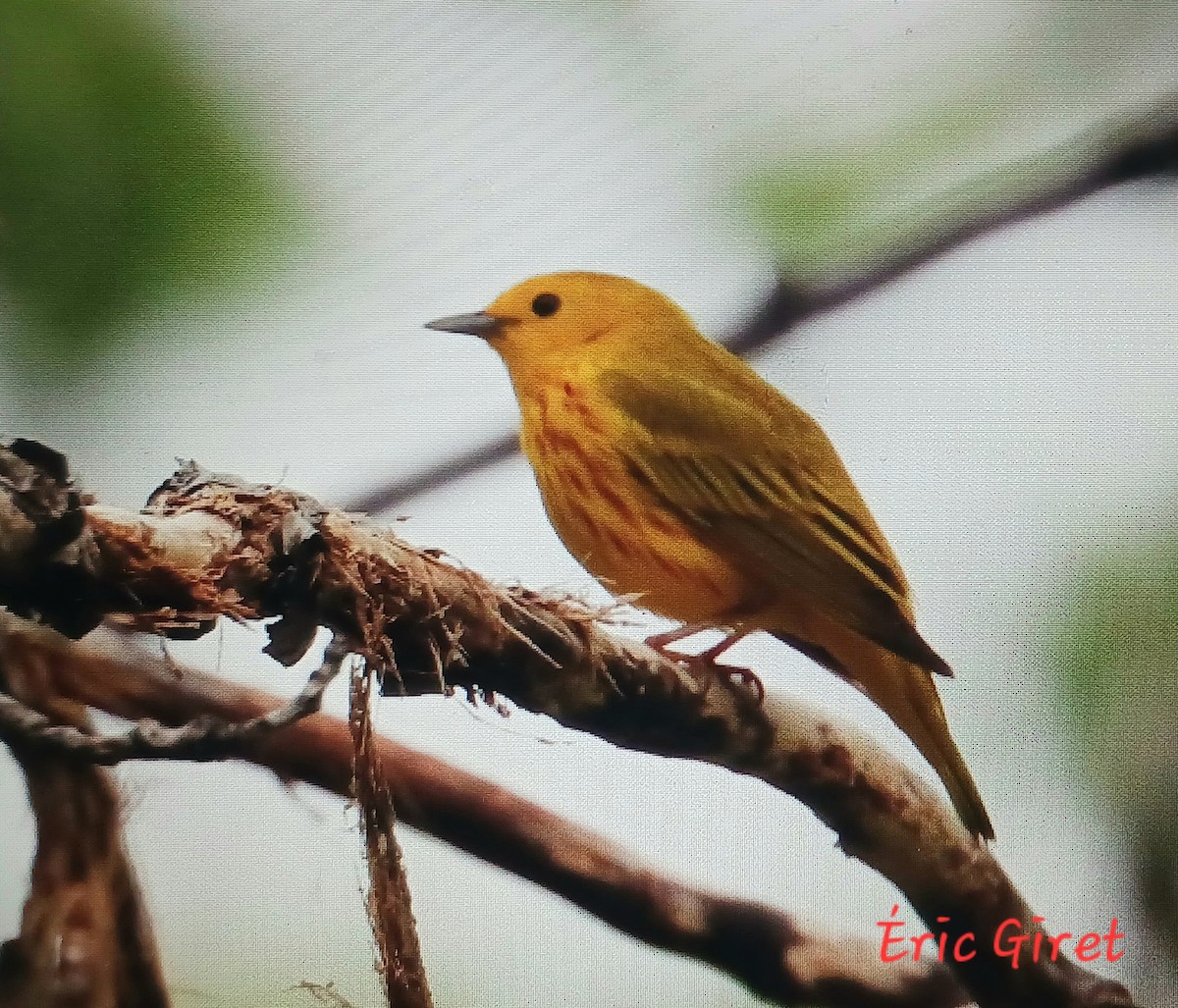 Yellow Warbler - Éric giret