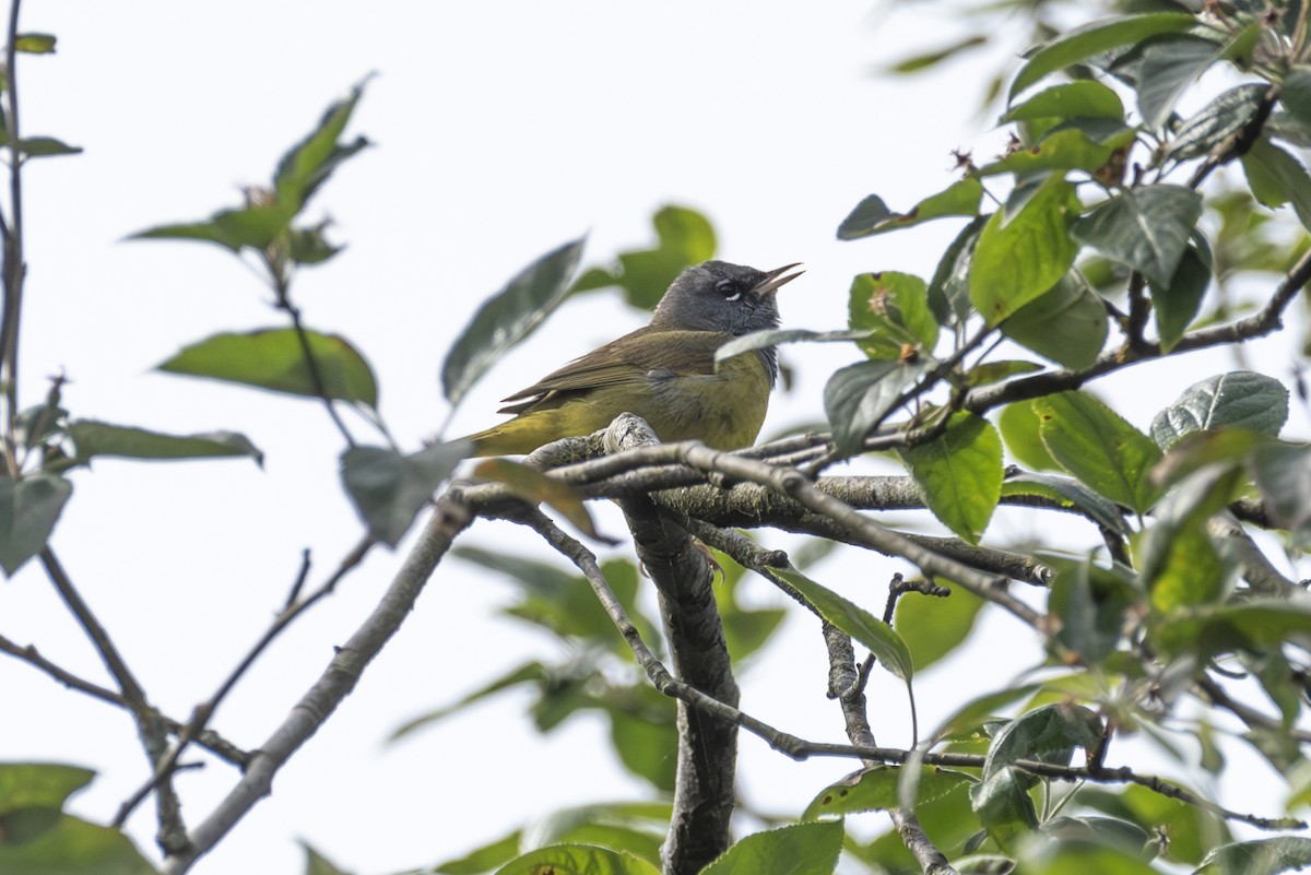 MacGillivray's Warbler - Ed Kingma