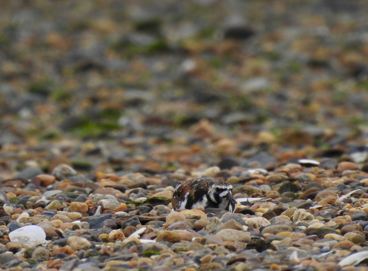 Алаг хайргач - ML619499177