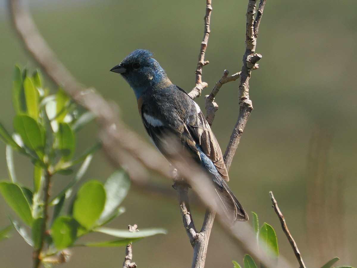 Lazuli Bunting - Jack Wickel