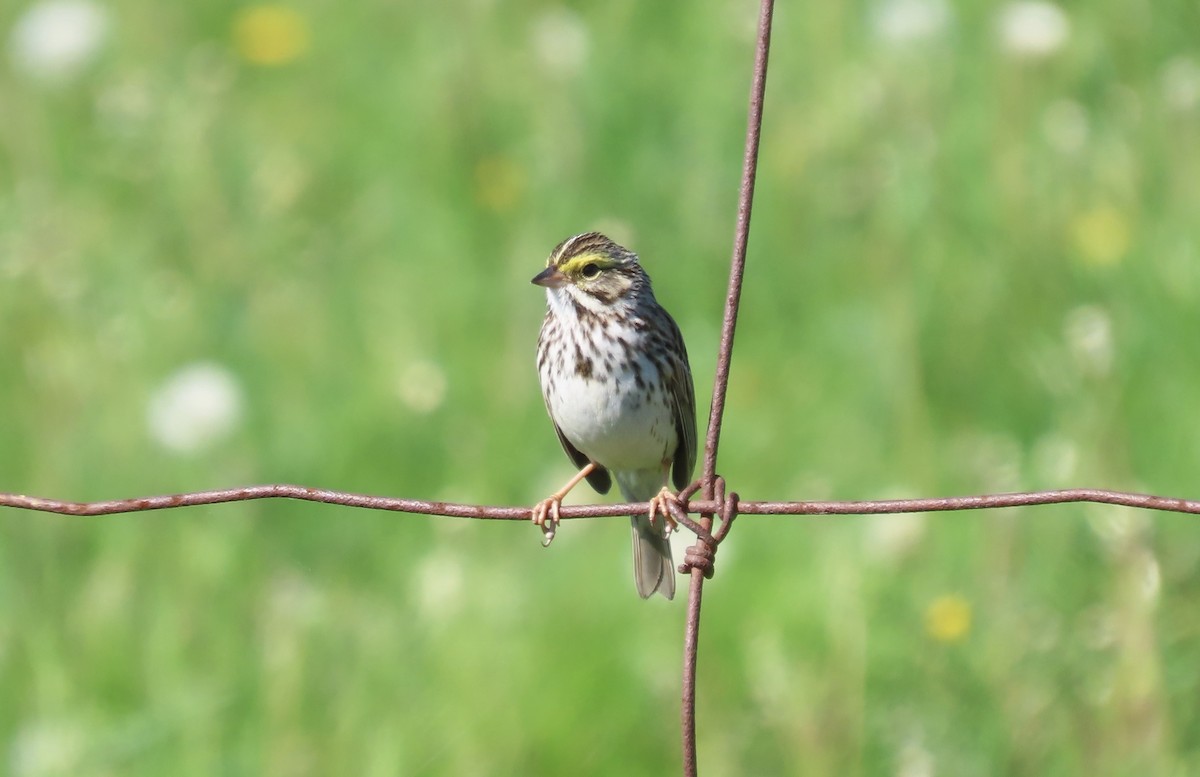 Savannah Sparrow - David Parratt