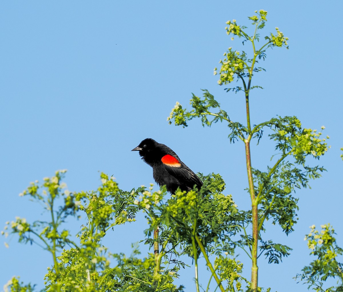 Red-winged Blackbird - Jeanne Stoddard