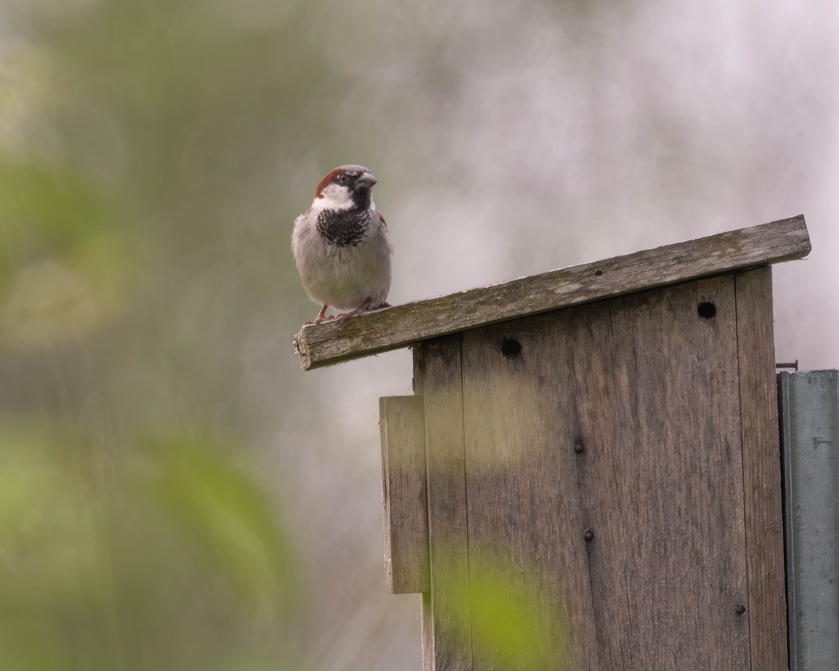 House Sparrow - Marina Germain