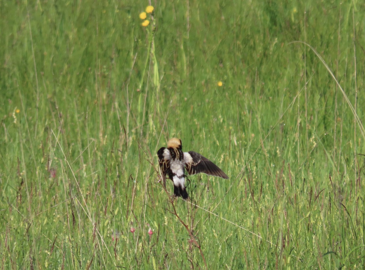 Bobolink - David Parratt