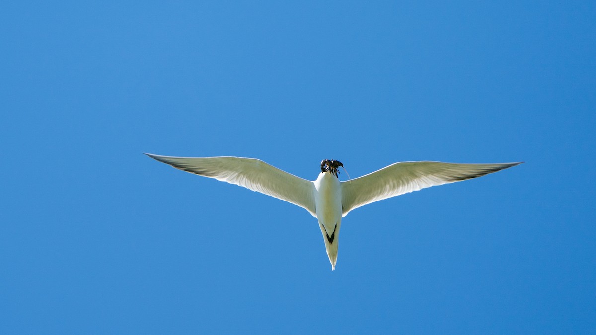 Gull-billed Tern - Javier Cotin