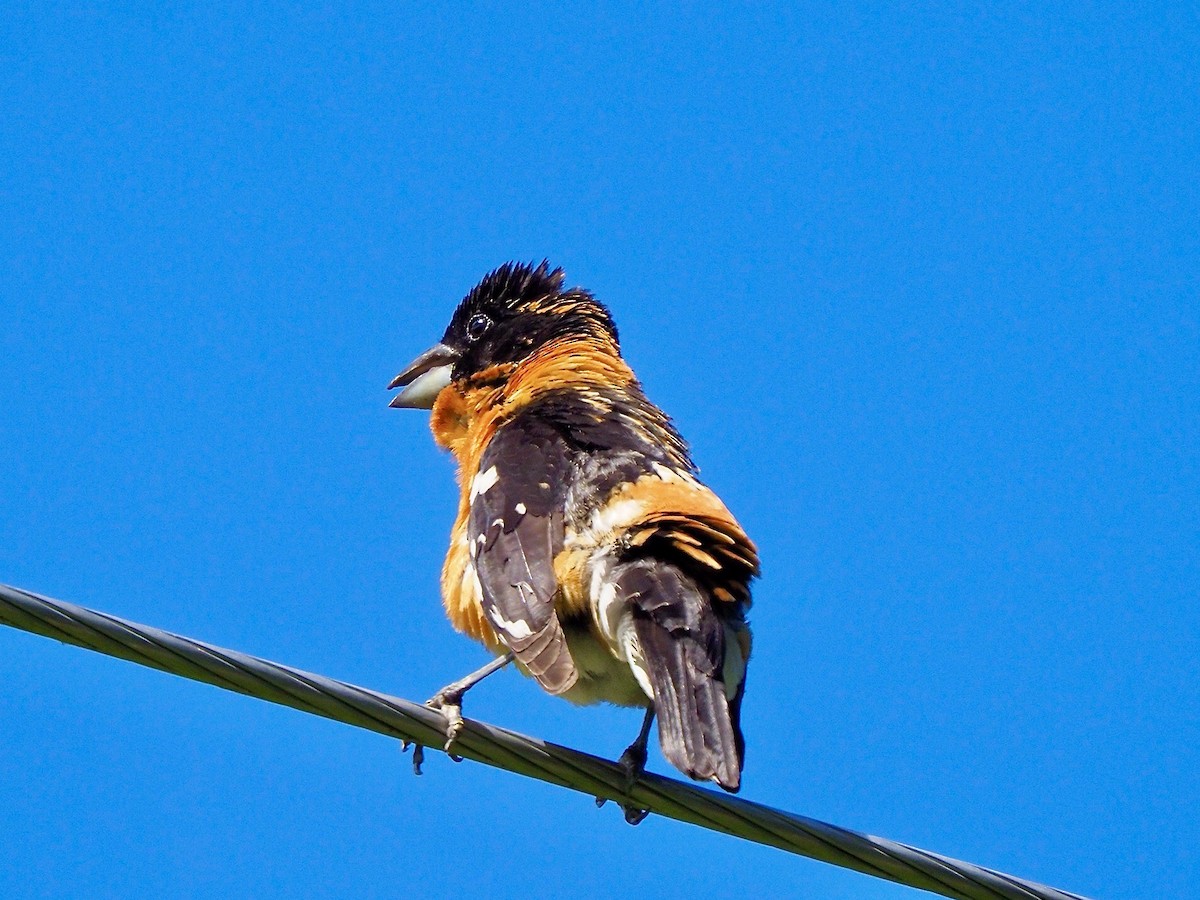 Black-headed Grosbeak - Kathy Green