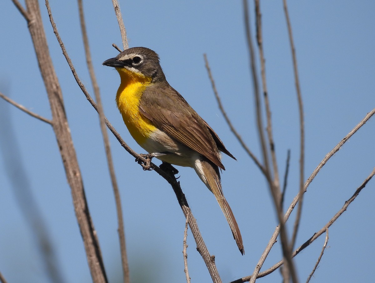 Yellow-breasted Chat - Bryan Baker