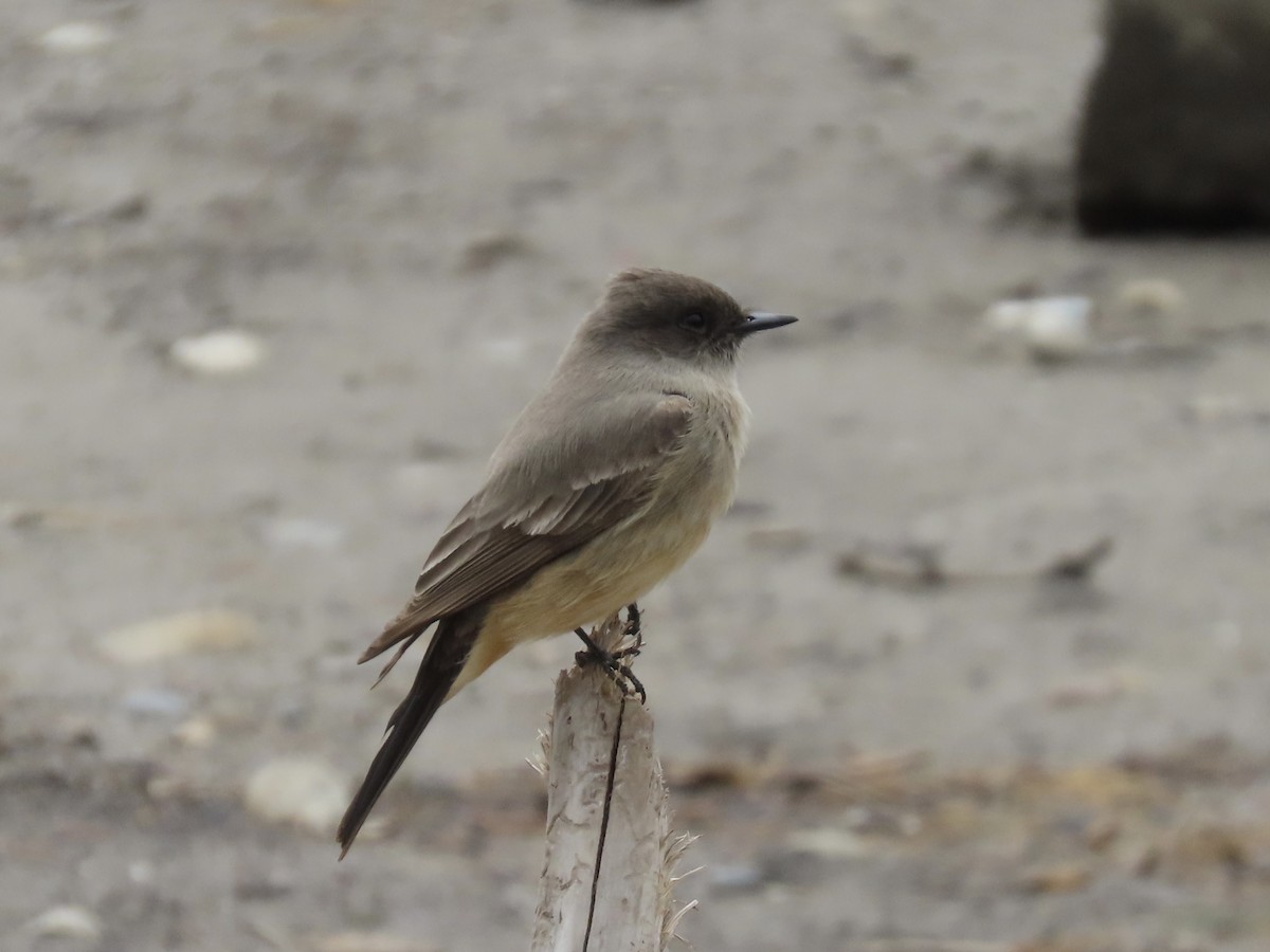 Say's Phoebe - Janice W