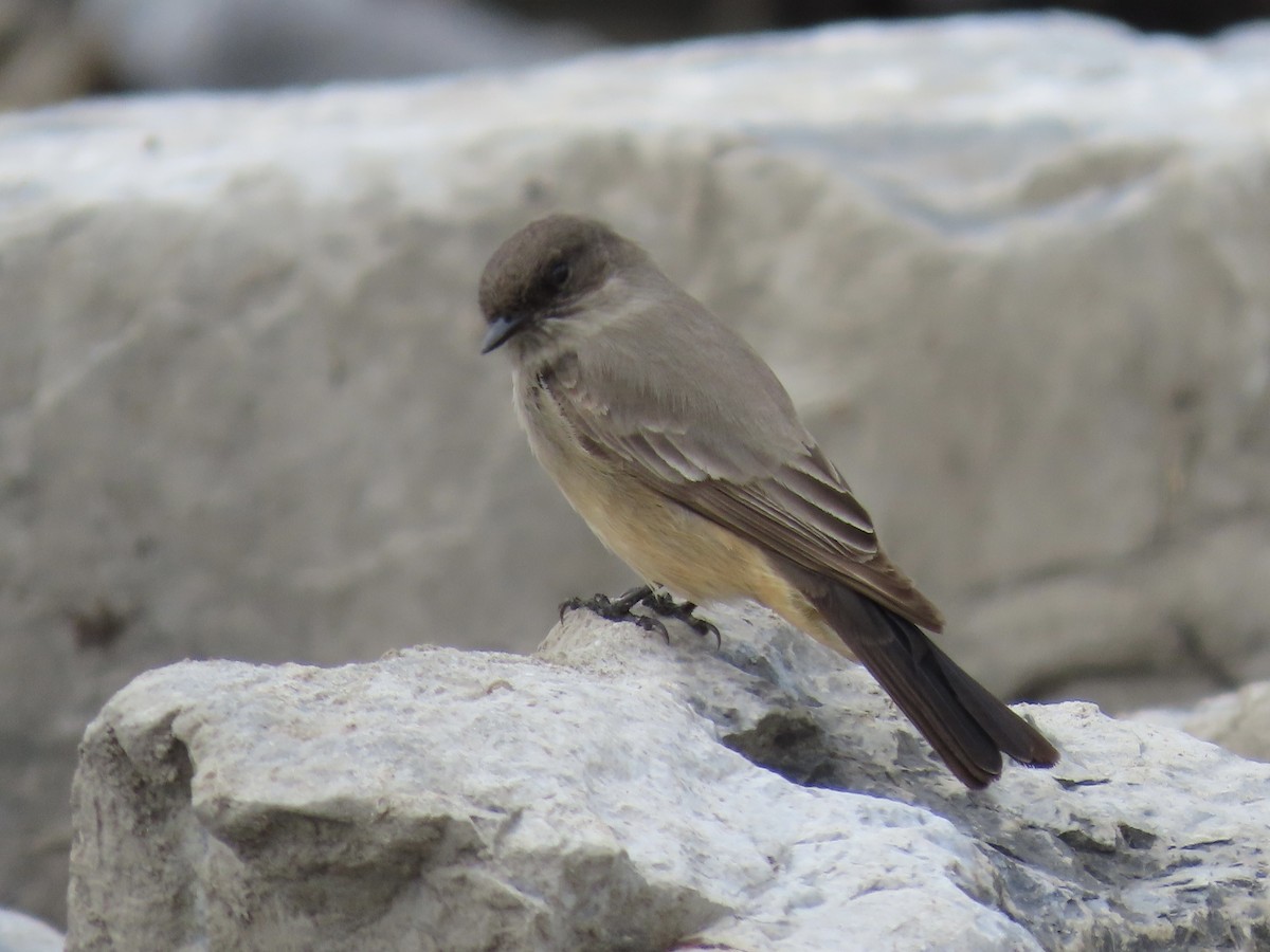 Say's Phoebe - Janice W