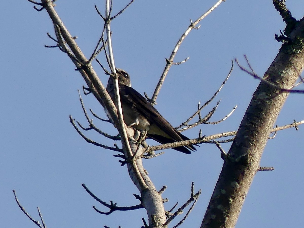 Purple Martin - ML619499212