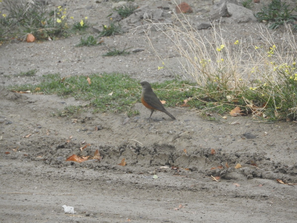 Rufous-bellied Thrush - lilia elizabeth assef