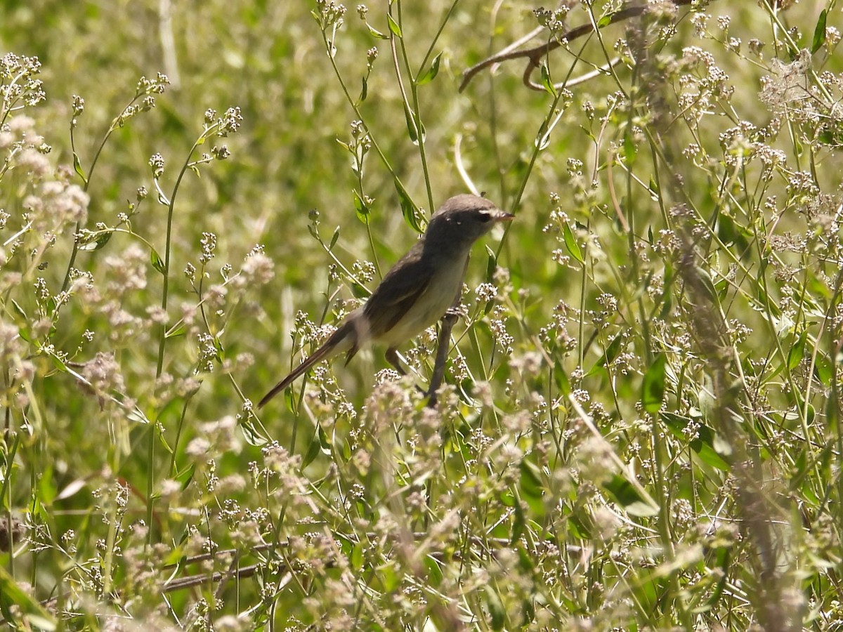 Bell's Vireo - Bryan Baker