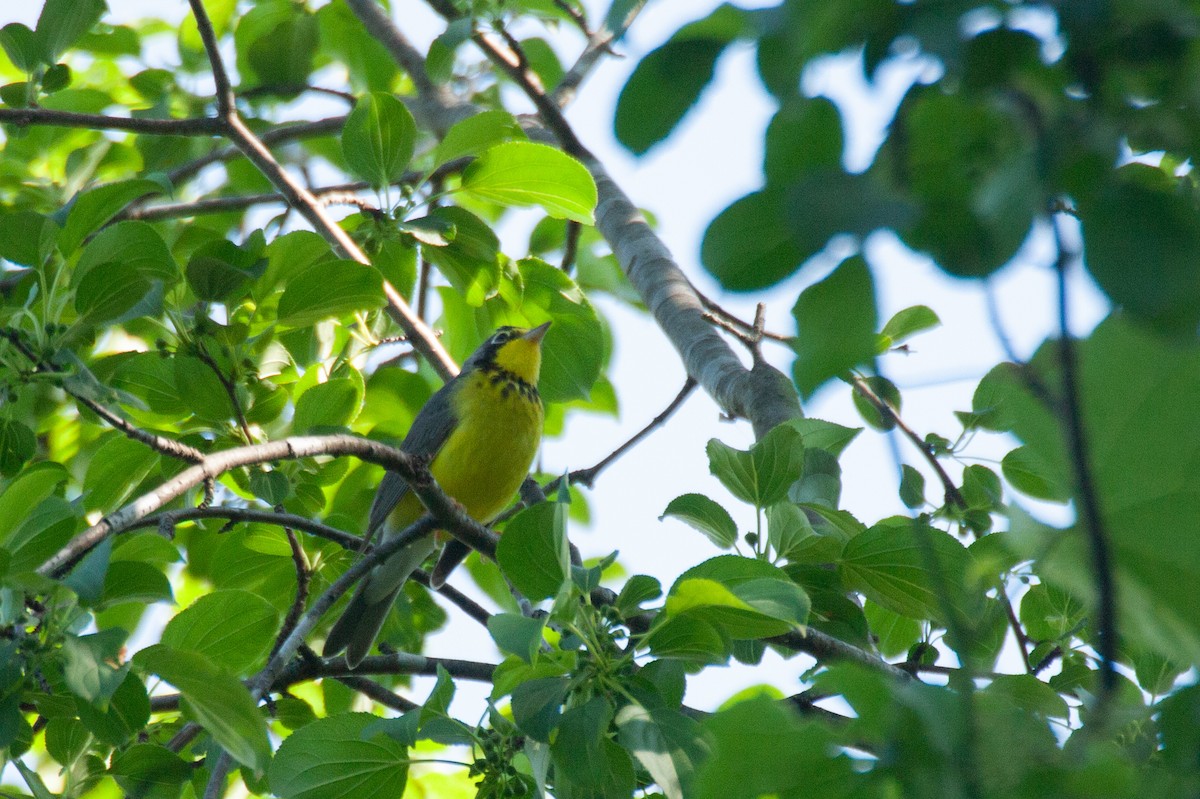 Canada Warbler - Cory Ritter