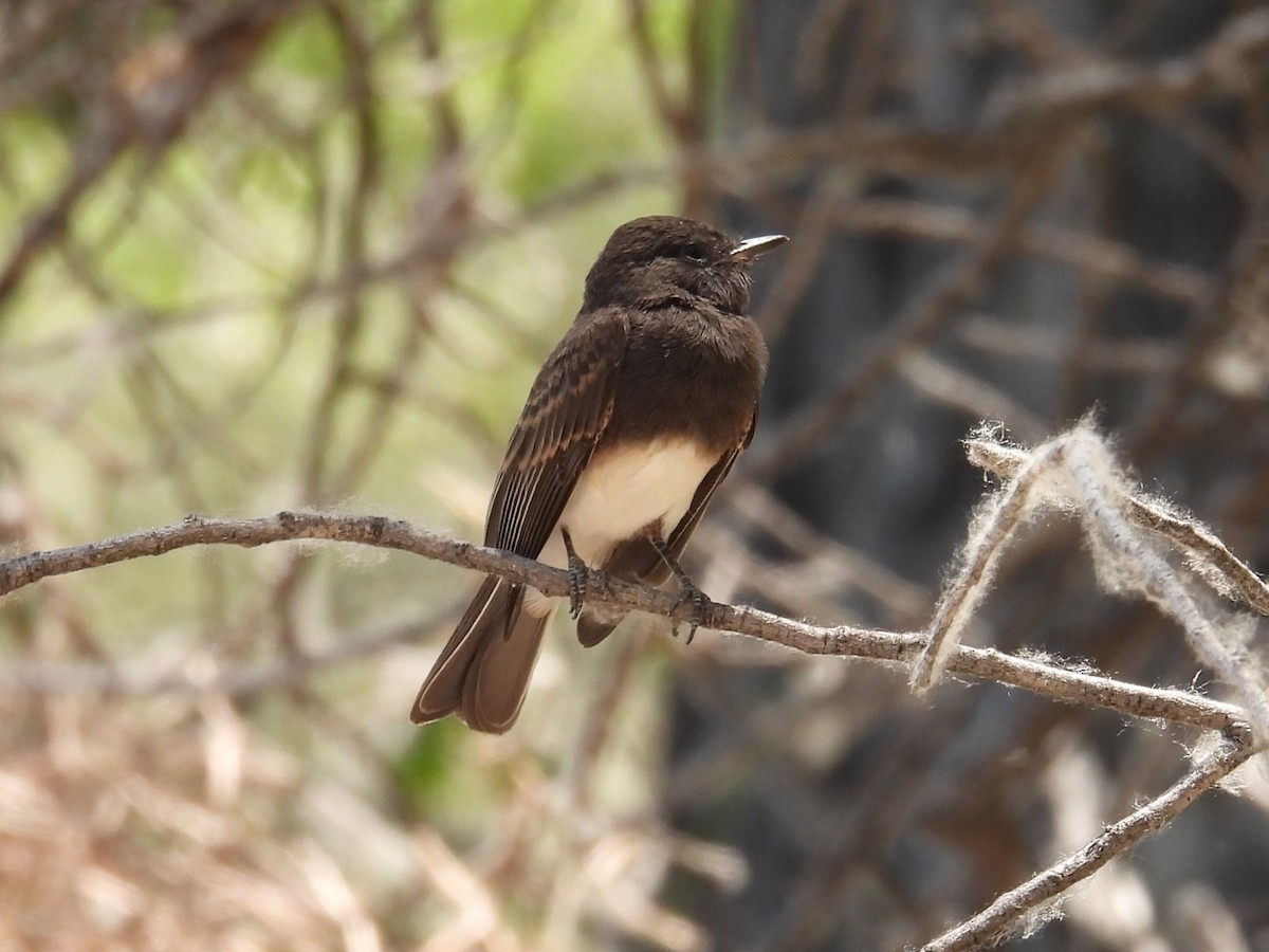 Black Phoebe - Bryan Baker