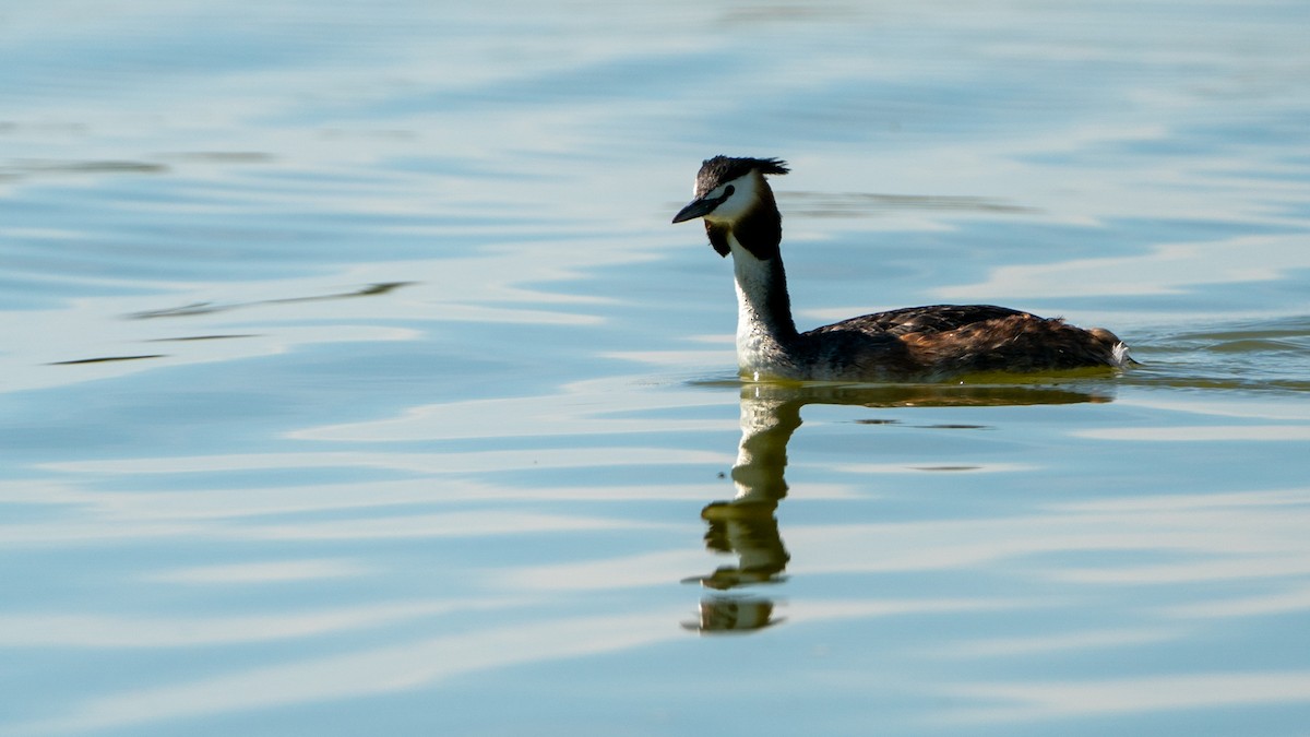 Great Crested Grebe - Javier Cotin