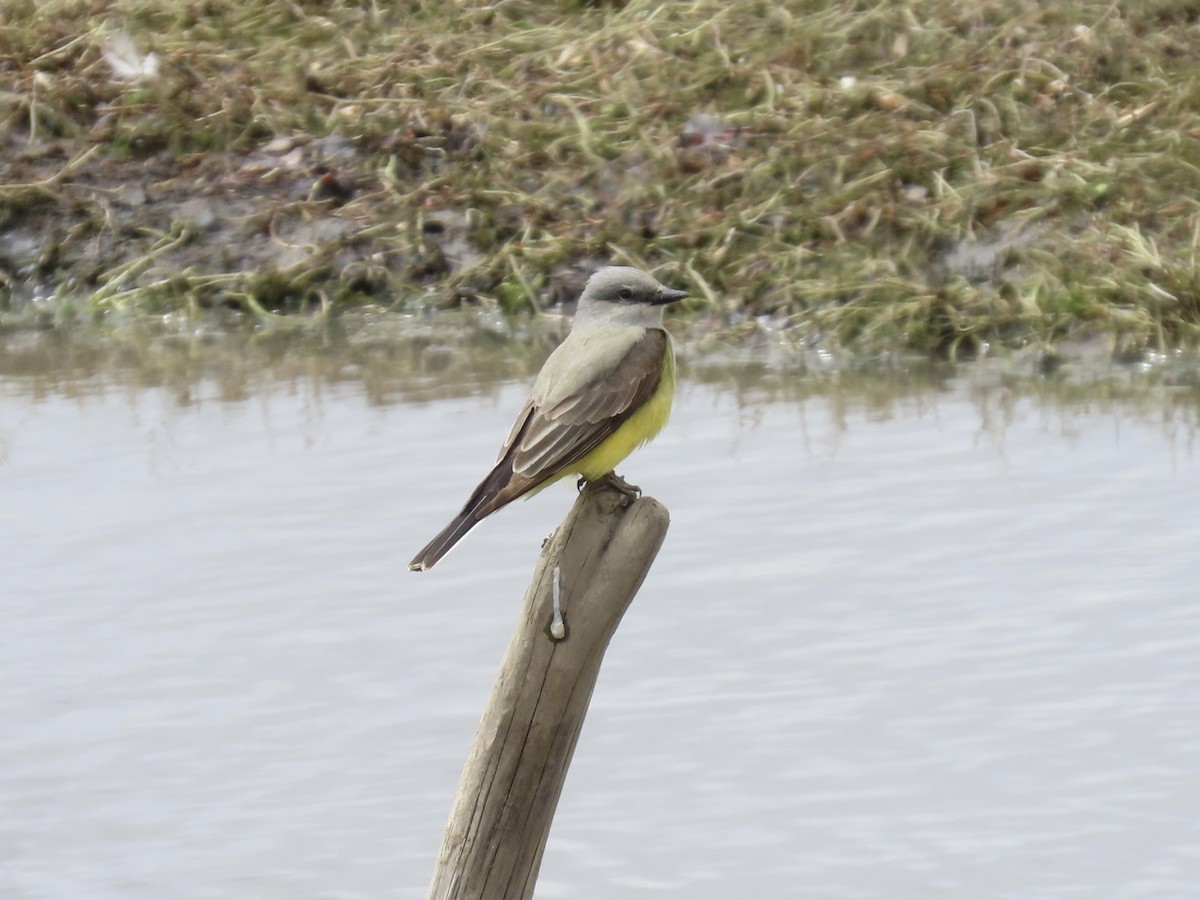 Western Kingbird - Janice W