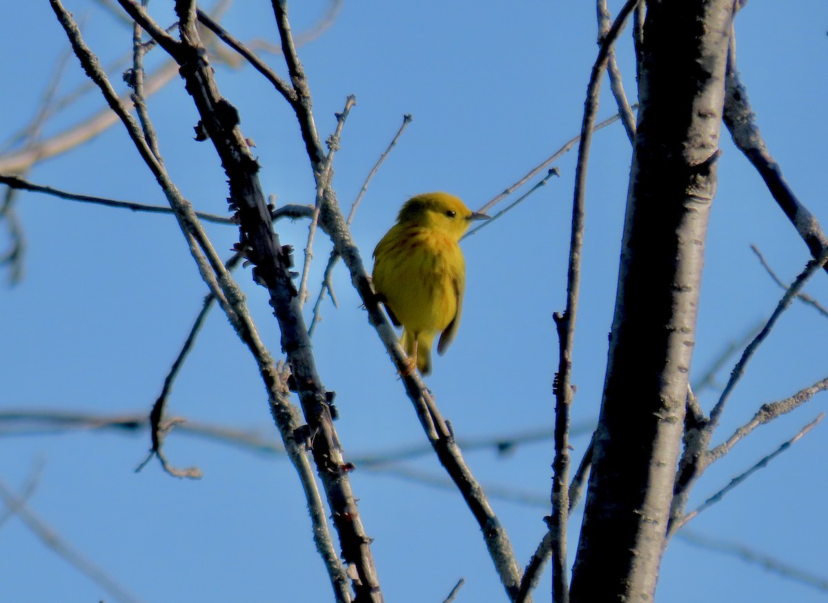 Yellow Warbler - David Parratt