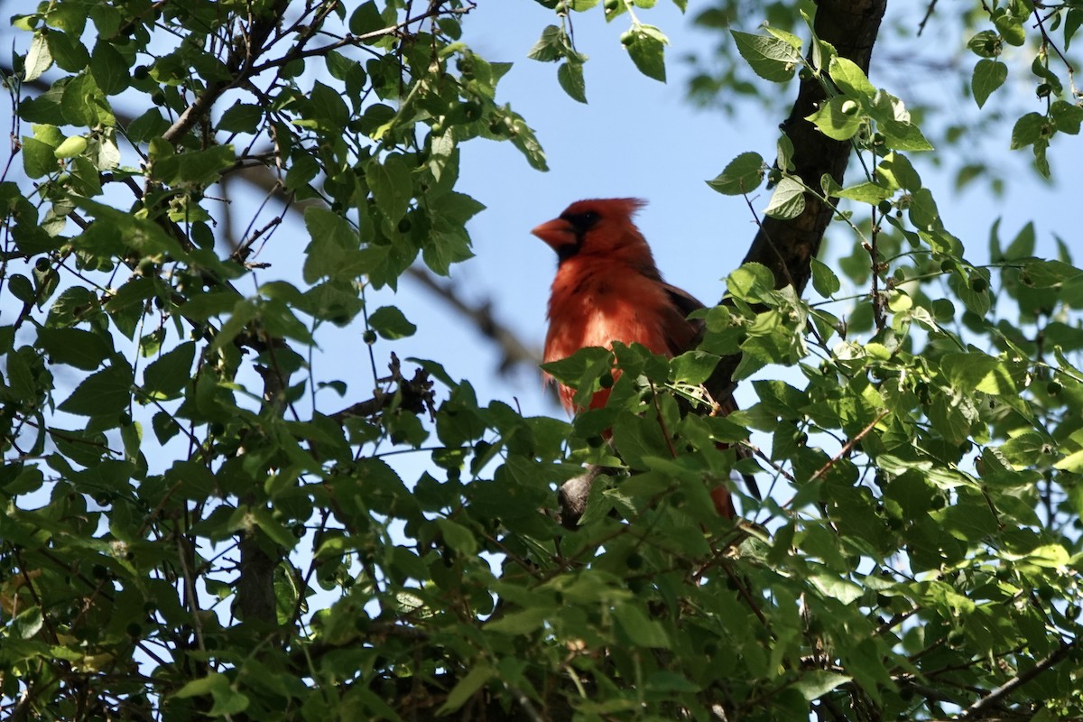 Northern Cardinal - ML619499238