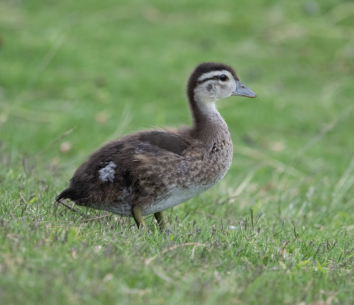 Wood Duck - Terry  Hurst