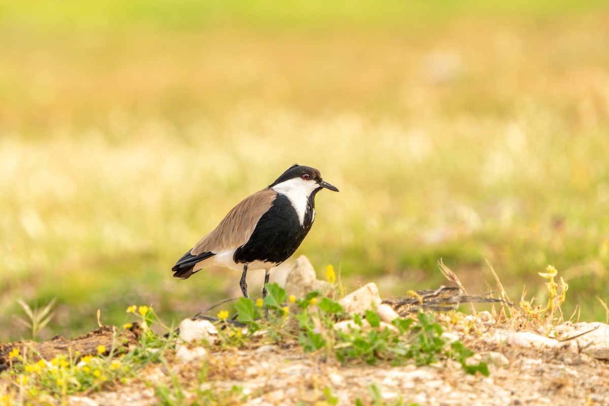 Spur-winged Lapwing - Ali COBANOGLU