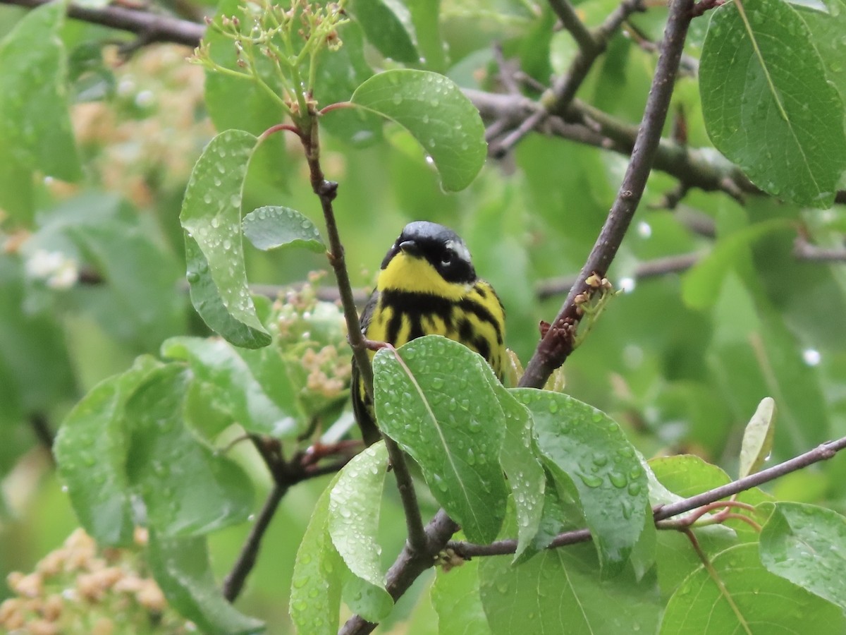 Magnolia Warbler - Beth Daugherty