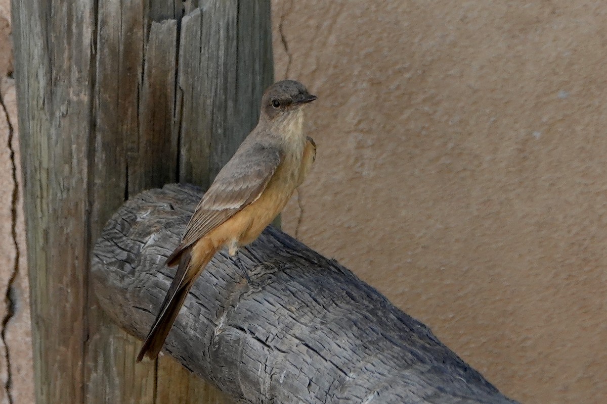 Say's Phoebe - ML619499267