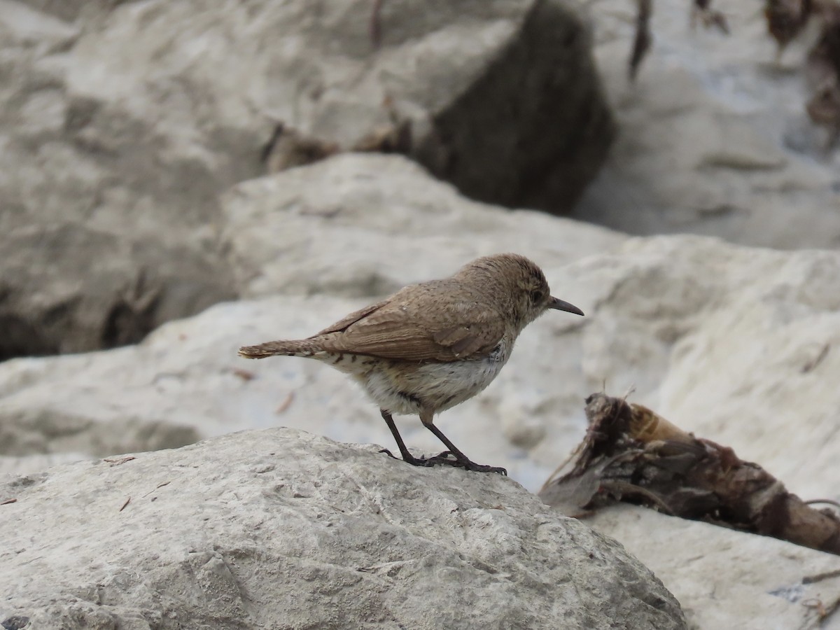 Rock Wren - ML619499268