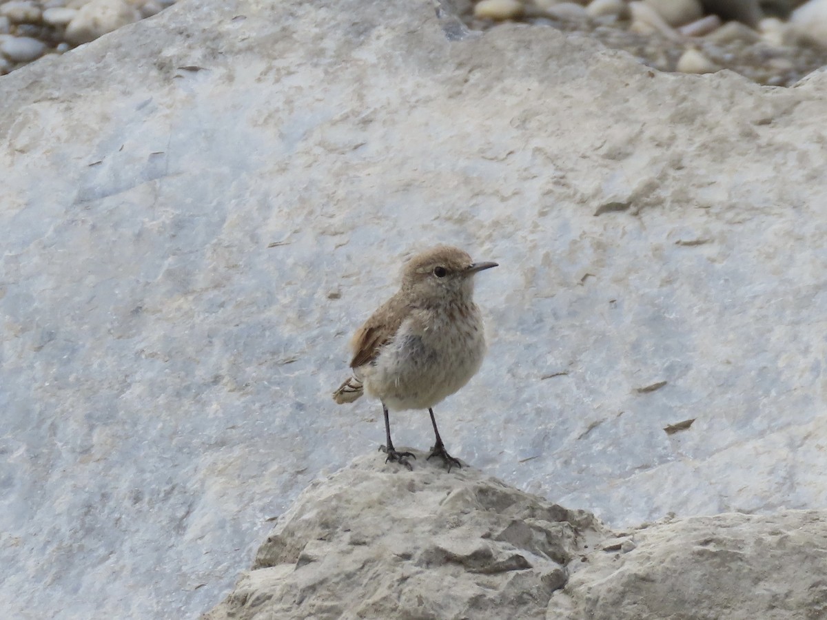 Rock Wren - Janice W