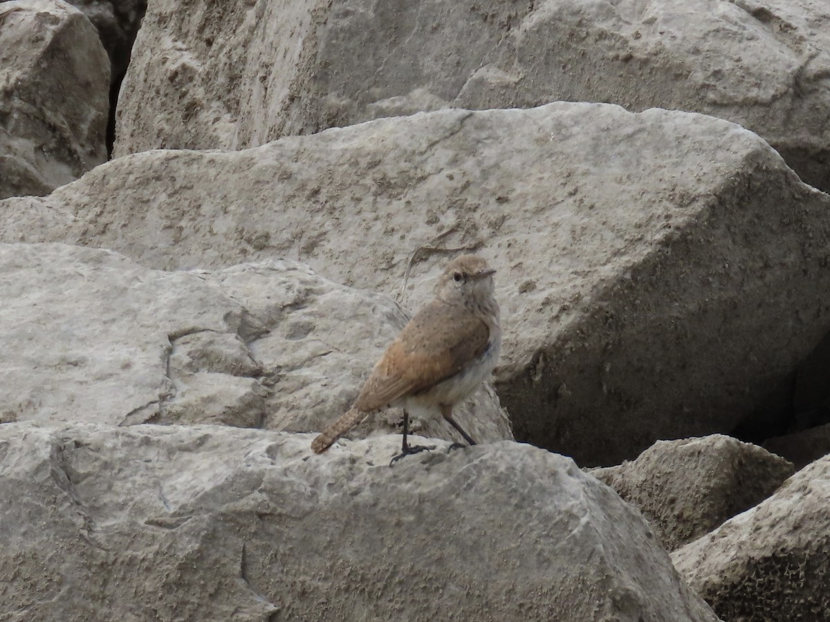 Rock Wren - Janice W