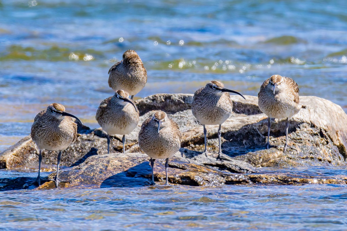 Whimbrel - David Baldwin